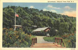 Sprucelands, Allegany State Park New York Postcard Postcard