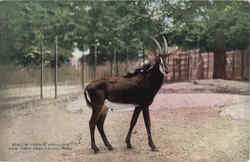 Sable Antelope, New York Zoological Park Postcard