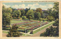 A Section Of Rose Gardens, Maplewood Park Postcard