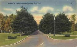 Avenue Of Pines Postcard