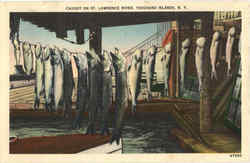 Caught On St. Lawrence River Postcard