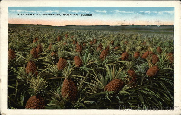 Ripe Hawaiian Pineapples, Northwestern Hawaiian Islands