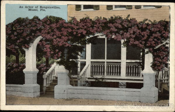 An Arbor of Bougainvillea Miami Florida