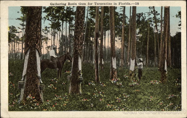 Gathering Rosin Gum for Turpentine Scenic Florida