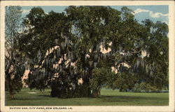 Suicide Oak, City Park Postcard