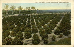 Bird's Eye View of Orange Grove Postcard