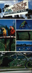 Ft. Myers Wildlife Gardens Fort Myers, FL Large Format Postcard Large Format Postcard