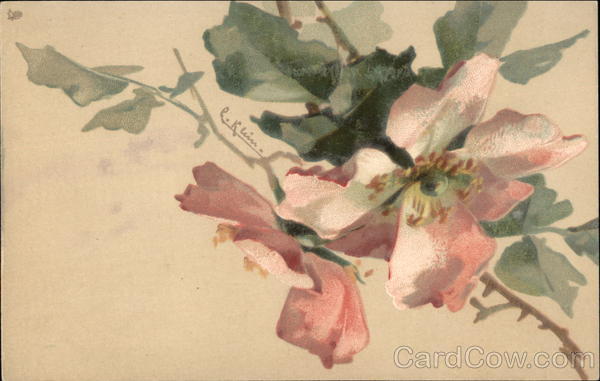 Pink Wild Roses plant C. Klein