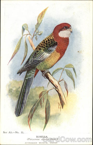 Rosella Birds