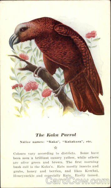 The Kaka Parrot Native Names: Kaka, Kakakura, etc Birds