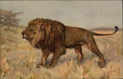 The King of the Jungle hunting for prey The King of the Jungle hunting for prey