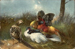 Birds Fighting Art Postcard Postcard