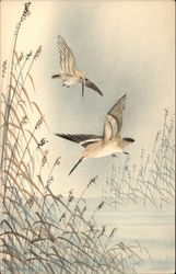 Long-Beaked Birds Flying over Marsh Postcard