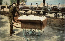 Bringing in the Eggs at Cawston Ostrich Farm Birds Postcard Postcard