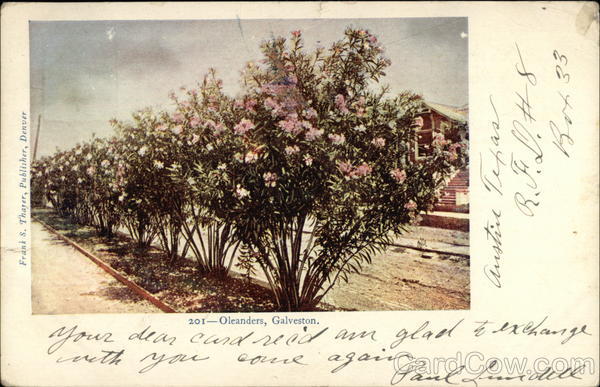 Oleanders Galveston Texas