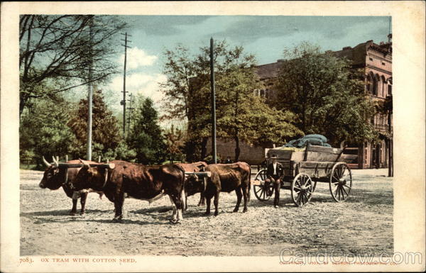 Ox Train With Cotton Seed Cows & Cattle
