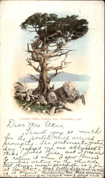 Cypress Tree, Carmel Bay Monterey California