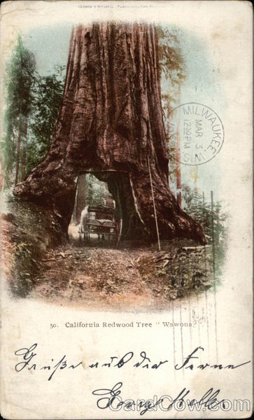 California Redwood Tree, Wawons Trees