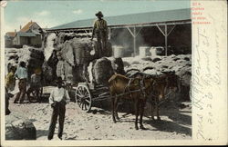 Cotton Ready to Ship Postcard