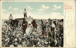 Harvest, Cotton Fields in Arkansas Postcard