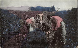 Picking Cotton in Alabama Postcard