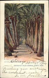 Cocoanut Palm Avenue Postcard