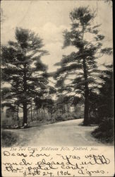 The Two Trees, Middlesex Falls Postcard