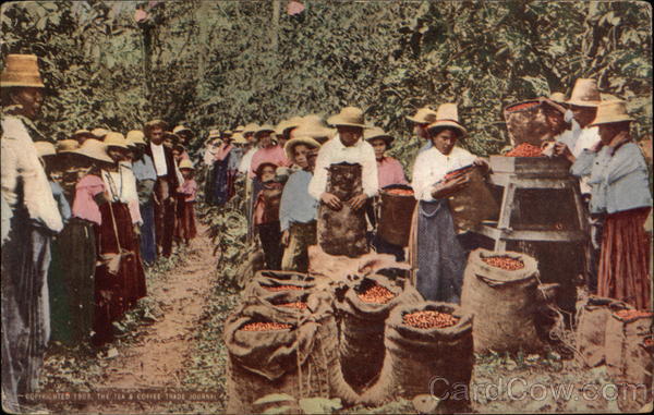 Coffee Pickers in Colombia Coffee & Tea