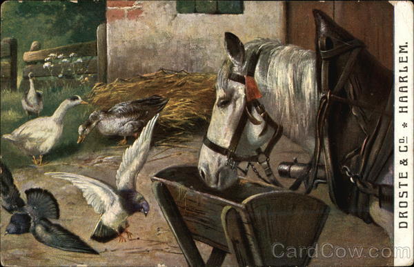 Horse, Pigeons, and Ducks in Farm Yard Multiple Animals