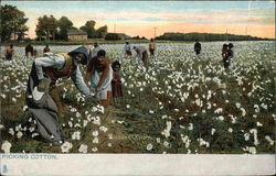 Picking Cotton Postcard
