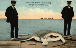 Devil Fish, 12 Feet Six Inches Long. Caught on Florida Coast Postcard