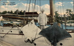 Whip Ray, Caught on the Florida Coast Fishing Postcard Postcard