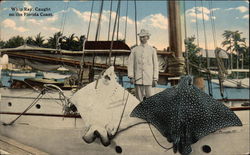 Whip Ray, Caught on the Florida Coast Postcard