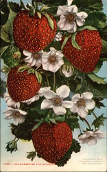 Strawberries and Blossoms Fruit Postcard Postcard