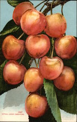 Royal Anne Cherries Fruit Postcard Postcard