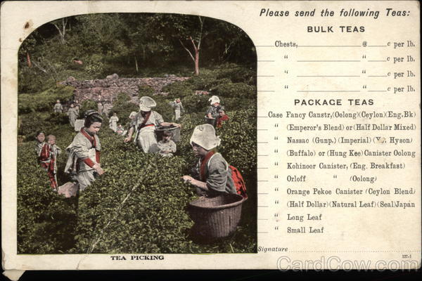 Tea Picking - Chase & Sanborn Tea and Coffee Importers