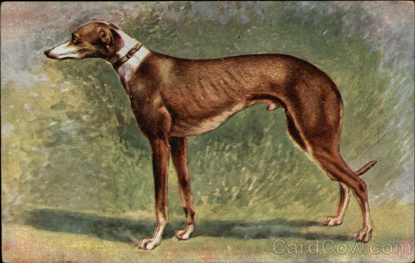 Portrait of a Greyhound Dogs