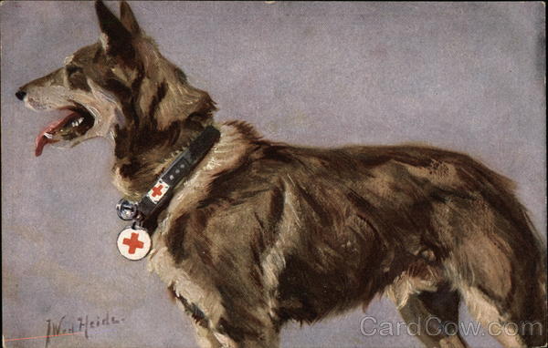 German Shepard Wearing Rescue Collar Dogs