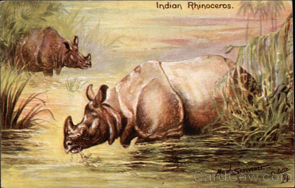 Indian Rhinoceros Standing in Water