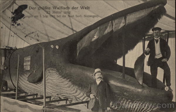 One of the Largest Whales in the World Fish