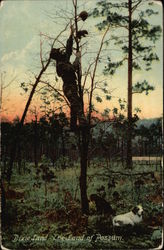 Dixie Land The Land of Possum Postcard