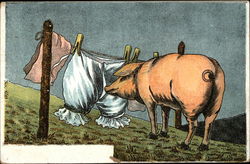 Pig Standing at the Clothes Line Postcard
