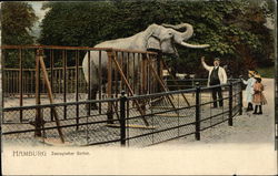 Elephant in the Zoo at Hamburg Postcard