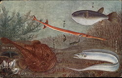 Underwater View of Fish Varieties - Card has Asian Writing Postcard