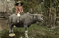 "A Fine Saddle Animal" - Villager Riding a Water Ox Postcard