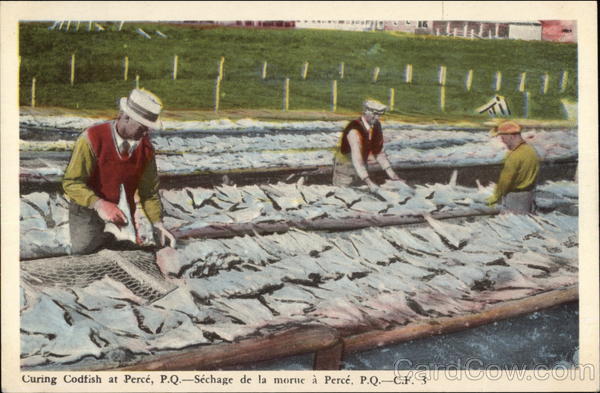 Curing Codfish Perce PQ Canada Quebec