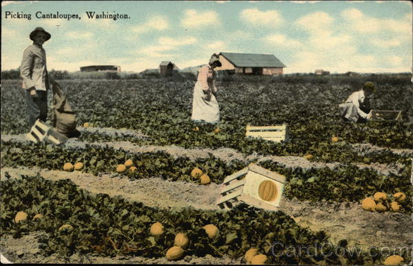 Picking Cantaloupes Washington