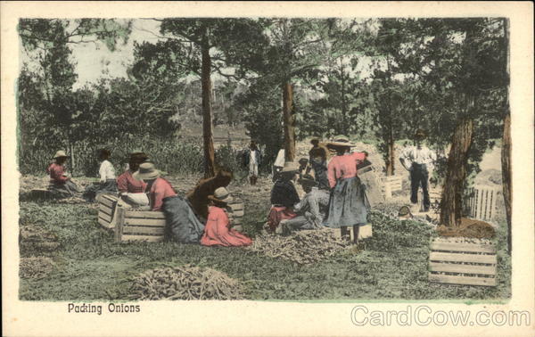 Packing Onions Farming
