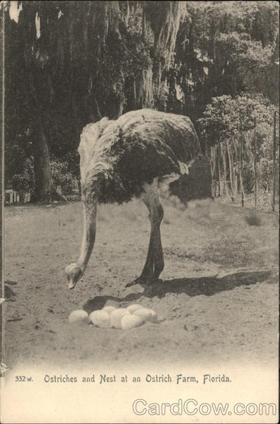 Ostriches and Nest at an Ostrich Farm Florida