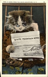 Cat Reading Newspaper White Mountains, NH Postcard Postcard